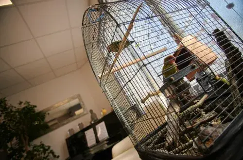 Résidence LA BRISE DES PINS