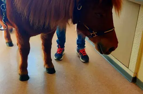 EHPAD Abrapa Illkirch